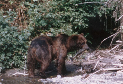 Bear with Salmon